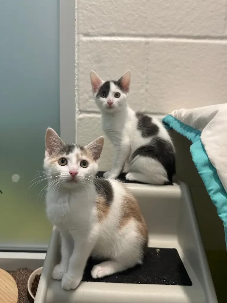 Patrick and Petunia- Applications closed pending viewing, puppy Mixed Breed Cat for adoption at Cotswolds Dogs and Cats Home