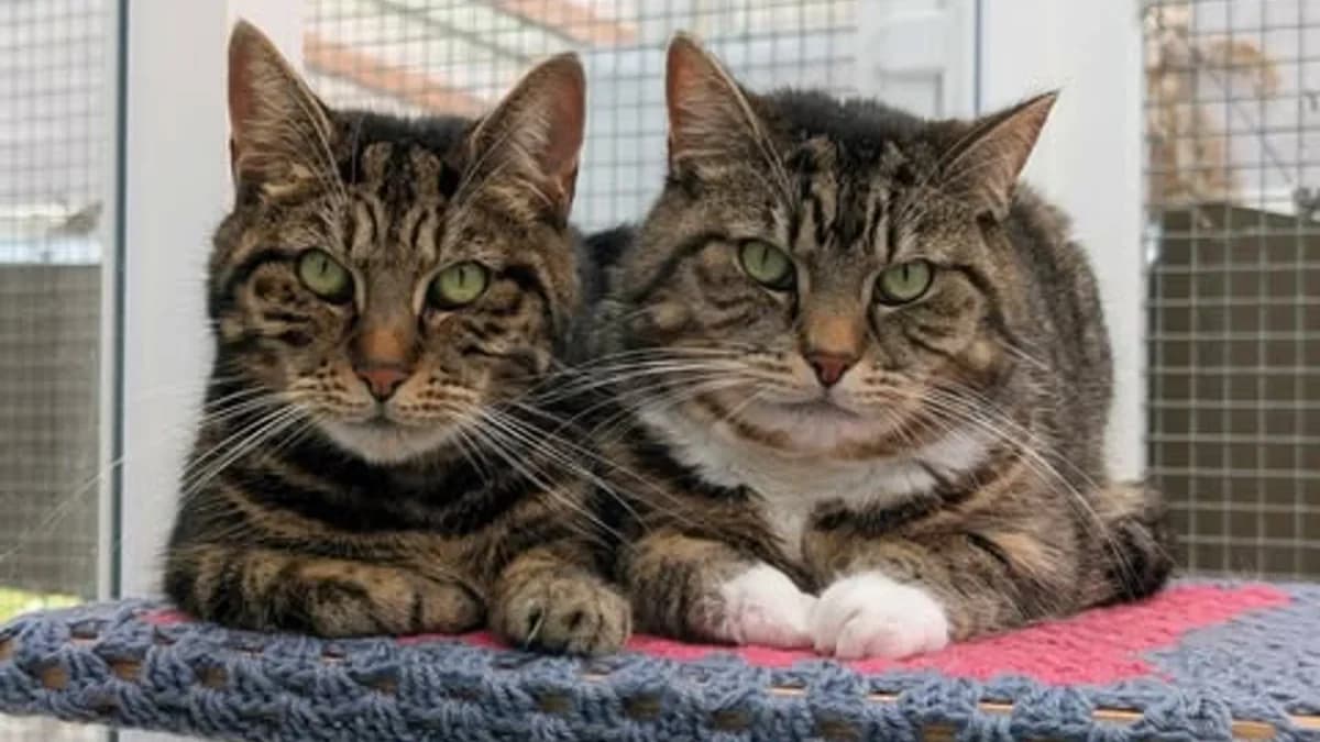 Clementine & Truffle, female 7yo Mixed Breed Cat for adoption at Coventry Cat Group