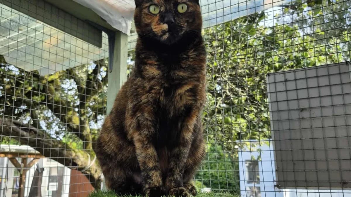 Lyra, female 4yo Mixed Breed Cat for adoption at Coventry Cat Group