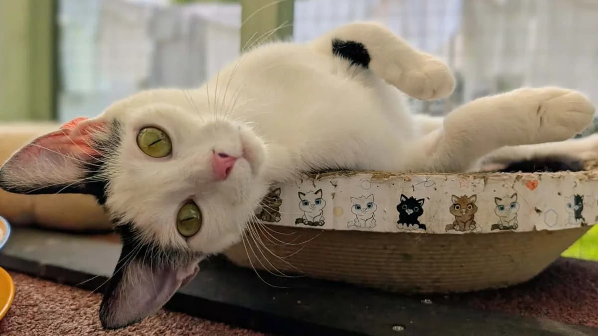 Marilyn, female Mixed Breed Cat for adoption at Coventry Cat Group
