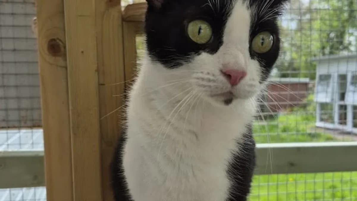 Sasha, female Mixed Breed Cat for adoption at Coventry Cat Group