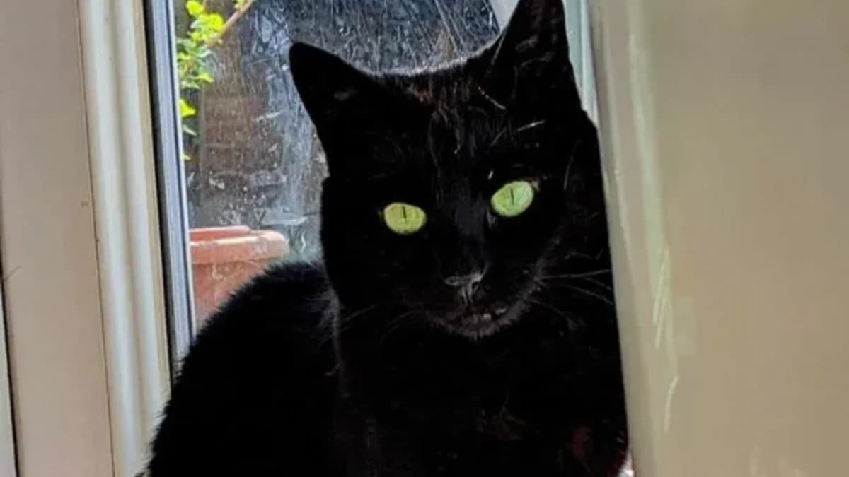 Sooty, female 6yo Mixed Breed Cat for adoption at Coventry Cat Group