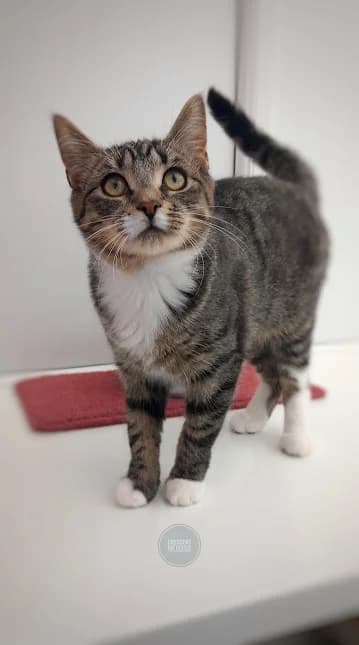 Annie, Mixed Breed for adoption at Crescent Cat Rescue