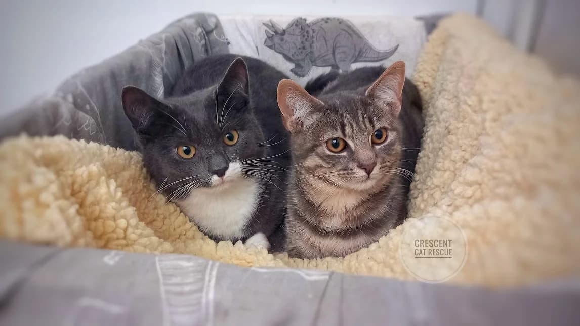 Oliver & Fern, Mixed Breed for adoption at Crescent Cat Rescue