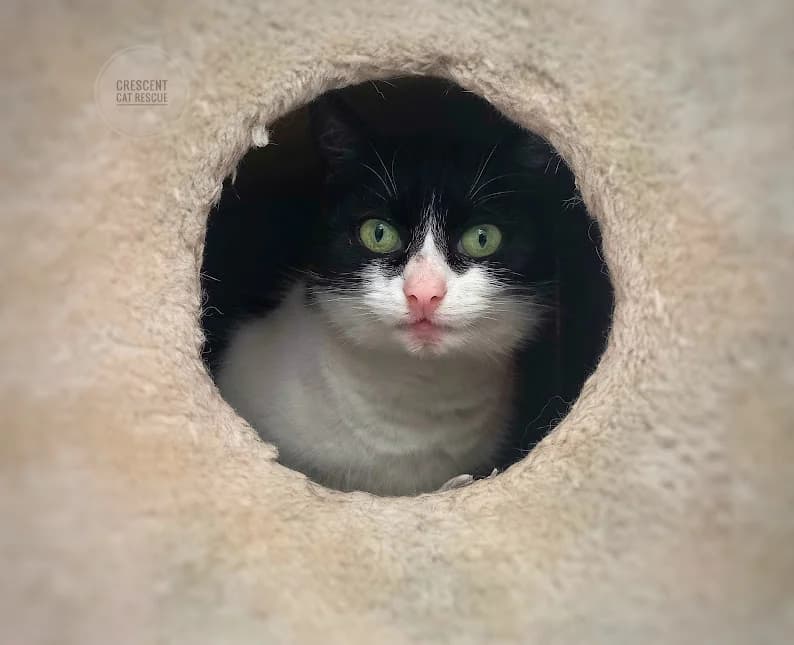 Pickle, Mixed Breed for adoption at Crescent Cat Rescue
