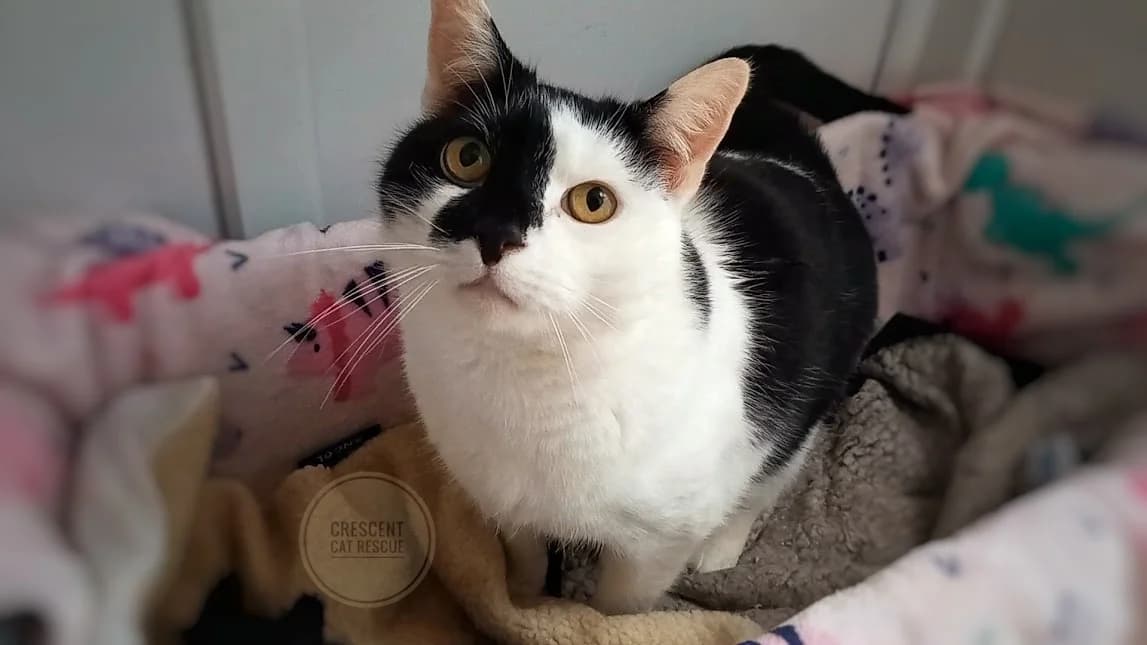 Smudge, Mixed Breed for adoption at Crescent Cat Rescue