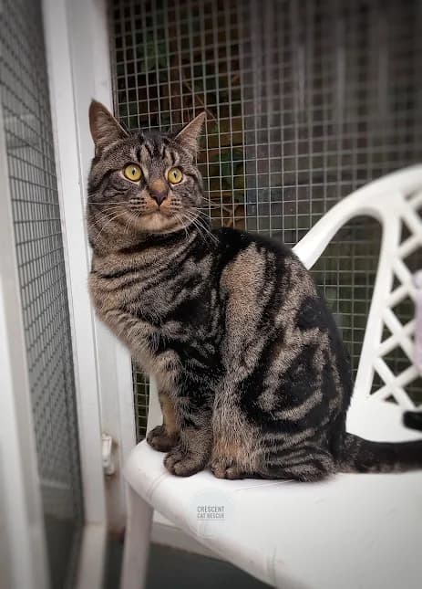 Smudge, Mixed Breed for adoption at Crescent Cat Rescue