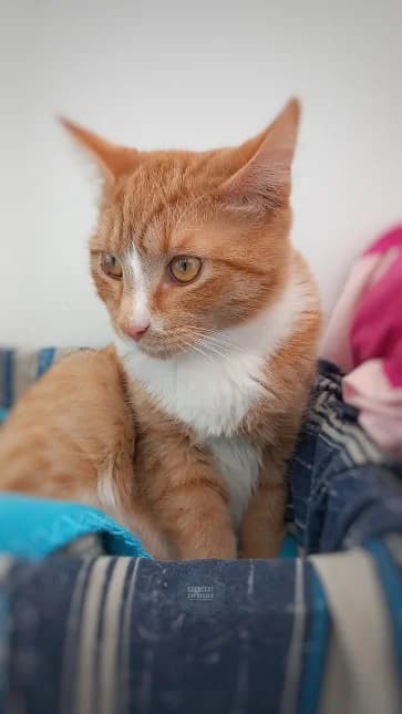 Thomas, Mixed Breed for adoption at Crescent Cat Rescue