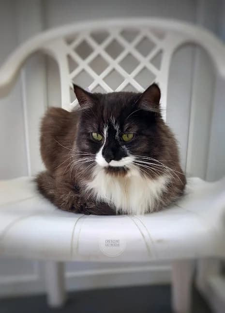 Tiger, Mixed Breed for adoption at Crescent Cat Rescue
