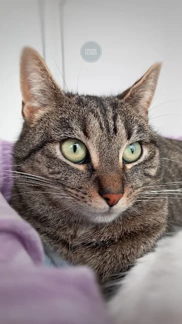 Willow, Mixed Breed for adoption at Crescent Cat Rescue