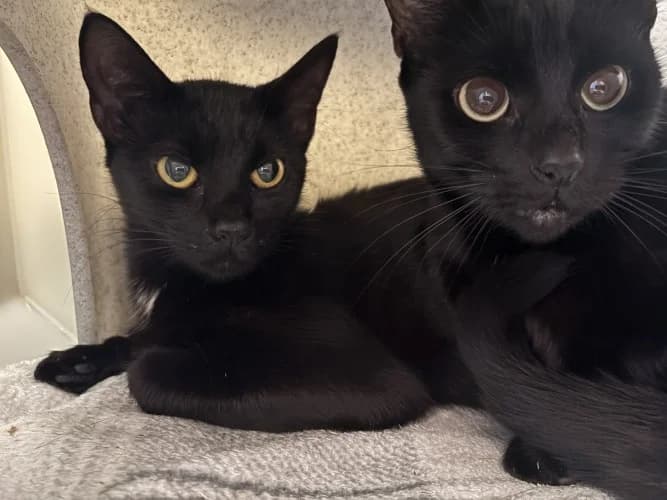 Lottie & Smokey, female 4yo Mixed Breed Cat for adoption at RSPCA Danaher Animal Home, Braintree