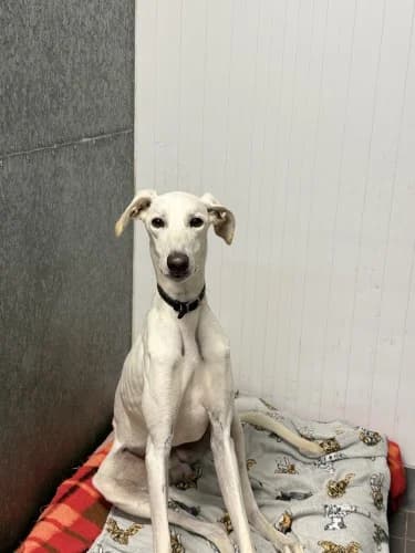 Wilfred, male young Lurcher for adoption at RSPCA Danaher Animal Home, Braintree
