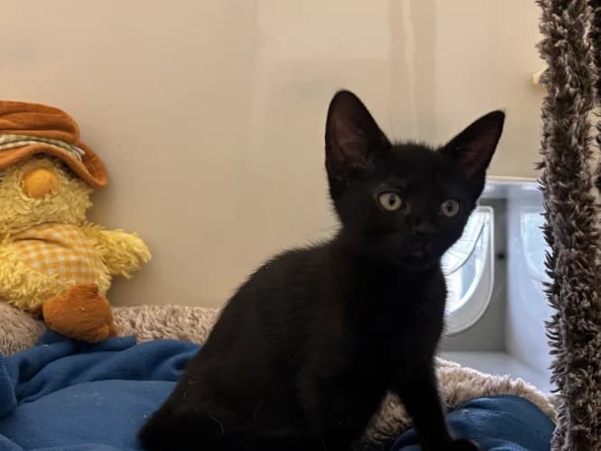 Liquorice, female puppy Mixed Breed Cat for adoption at RSPCA Danaher Animal Home, Braintree