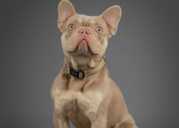 Louie, male English Bulldog for adoption at RSPCA Danaher Animal Home, Braintree