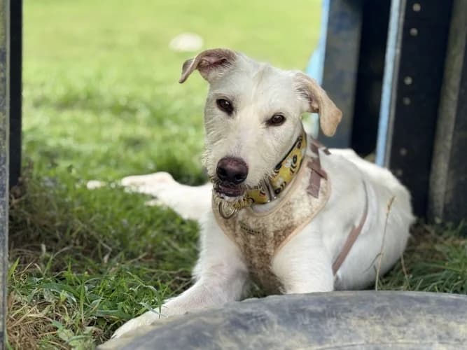 Oatly, male Lurcher for adoption at RSPCA Danaher Animal Home, Braintree