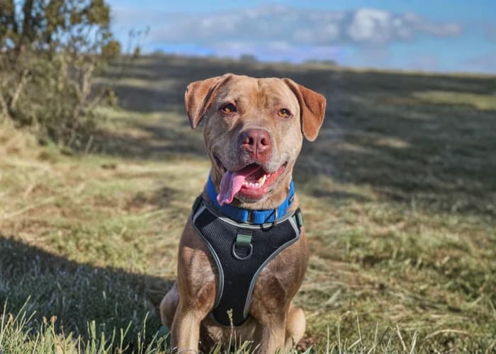 Sadie, female 6yo mixed breed for adoption at RSPCA Danaher Animal Home, Braintree