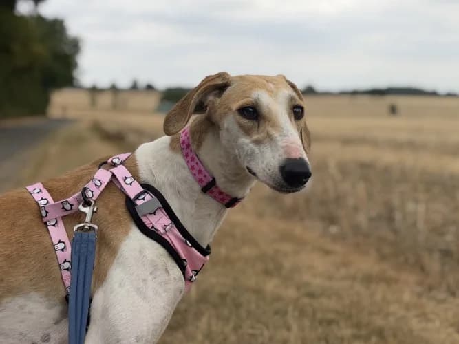 Amber, female young Lurcher for adoption at RSPCA Danaher Animal Home, Braintree