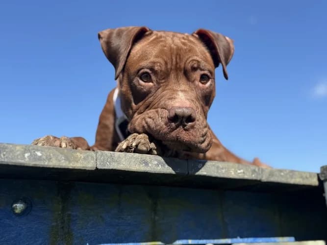 Lady, female 3yo Mixed Breed for adoption at RSPCA Danaher Animal Home, Braintree