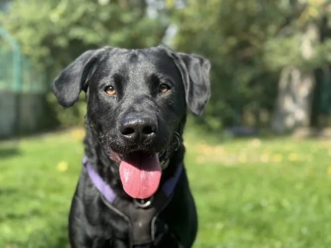 Ben, male puppy Labrador Retriever for adoption at RSPCA Danaher Animal Home, Braintree
