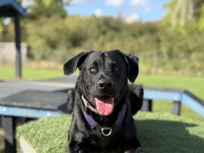 Ben, male puppy Labrador Retriever for adoption at RSPCA Danaher Animal Home, Braintree