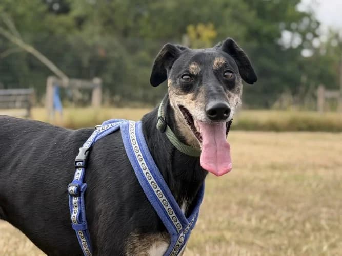 Banjo, male 3yo Lurcher for adoption at RSPCA Danaher Animal Home, Braintree