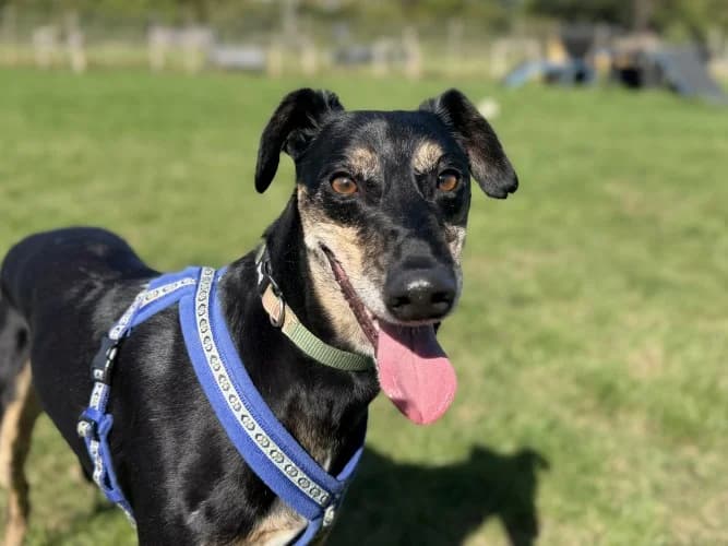 Banjo, male 3yo Lurcher for adoption at RSPCA Danaher Animal Home, Braintree