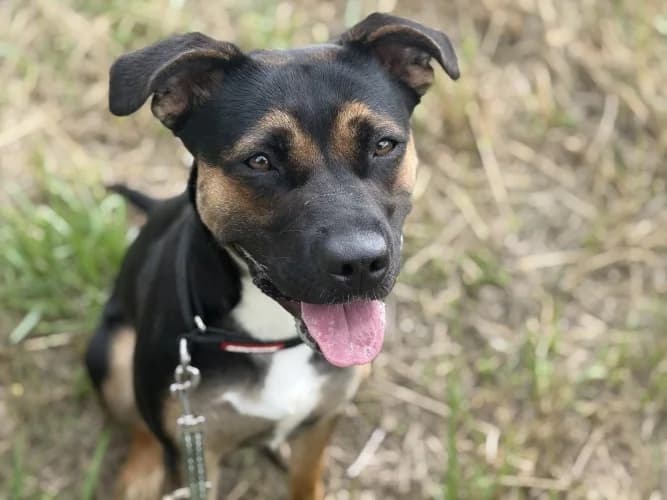 Poppy, female puppy Staffordshire Bull Terrier for adoption at RSPCA Danaher Animal Home, Braintree