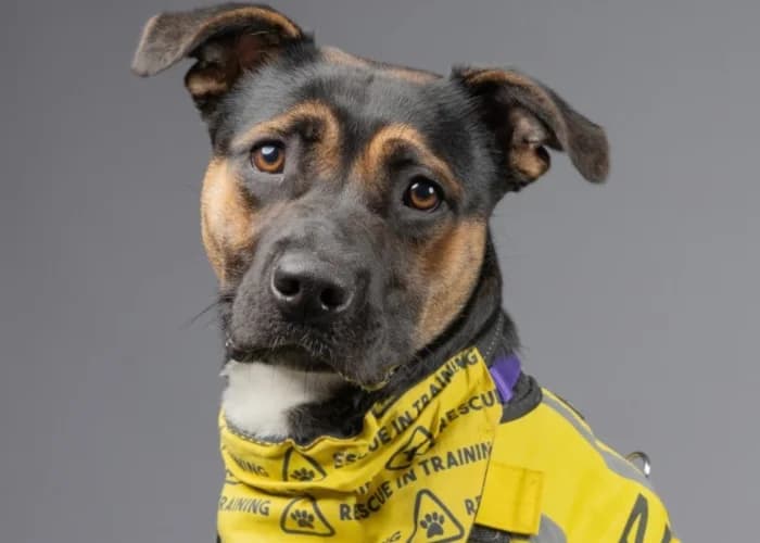 Poppy, female puppy Staffordshire Bull Terrier for adoption at RSPCA Danaher Animal Home, Braintree