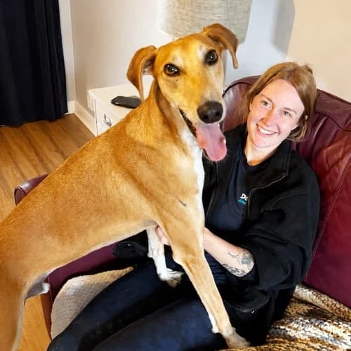 Eddie, male 4yo mixed breed for adoption at RSPCA Danaher Animal Home, Braintree