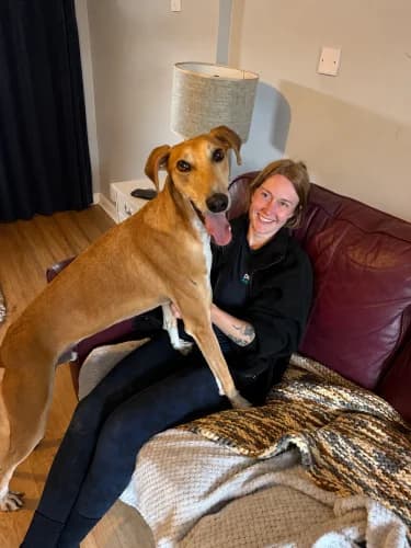 Eddie, male 4yo mixed breed for adoption at RSPCA Danaher Animal Home, Braintree