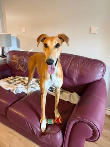 Eddie, male 4yo mixed breed for adoption at RSPCA Danaher Animal Home, Braintree