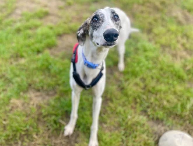 Chia, female young Lurcher for adoption at RSPCA Danaher Animal Home, Braintree