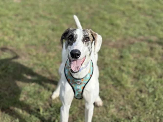 Chia, female young Lurcher for adoption at RSPCA Danaher Animal Home, Braintree