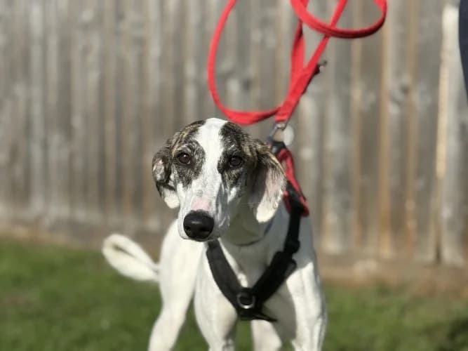 Chia, female young Lurcher for adoption at RSPCA Danaher Animal Home, Braintree