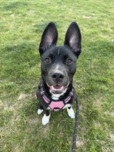 Luna, female puppy Husky for adoption at RSPCA Danaher Animal Home, Braintree