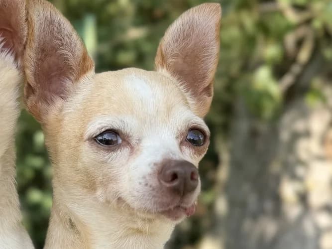 Dancer, female senior Chihuahua for adoption at RSPCA Danaher Animal Home, Braintree