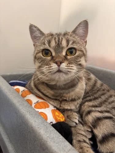 Sapphire, female young Mixed Breed Cat for adoption at RSPCA Danaher Animal Home, Braintree
