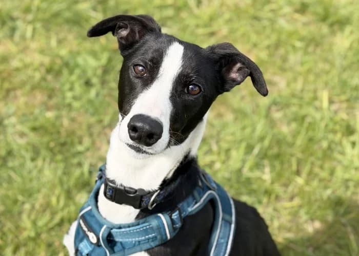 George, male young Lurcher for adoption at RSPCA Danaher Animal Home, Braintree