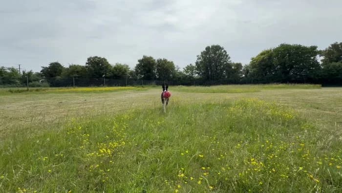 George, male young Lurcher for adoption at RSPCA Danaher Animal Home, Braintree