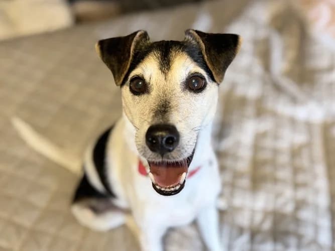 Blue, male senior Mixed Breed for adoption at RSPCA Danaher Animal Home, Braintree