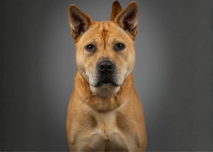 Nala, female 4yo Chow Chow for adoption at RSPCA Danaher Animal Home, Braintree