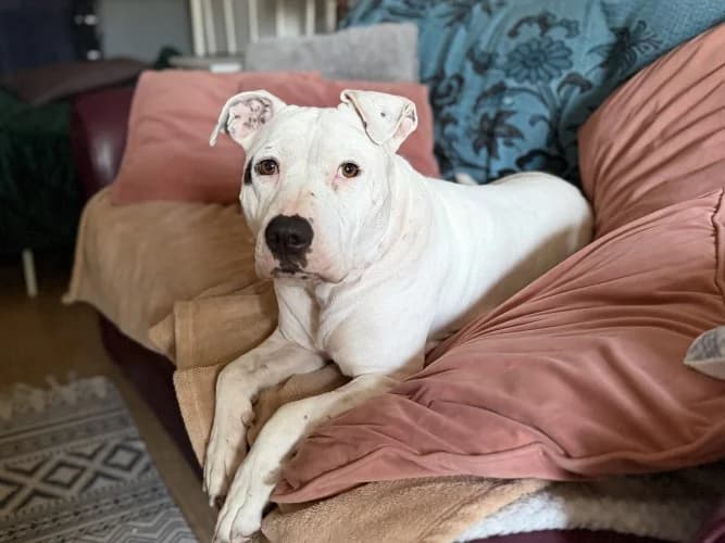 Dottie, female 4yo English Bulldog for adoption at RSPCA Danaher Animal Home, Braintree