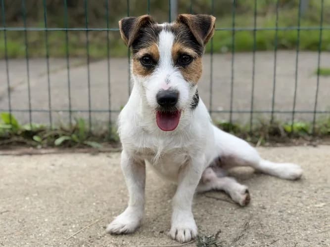 Johnny, male young Jack Russell Terrier for adoption at RSPCA Danaher Animal Home, Braintree
