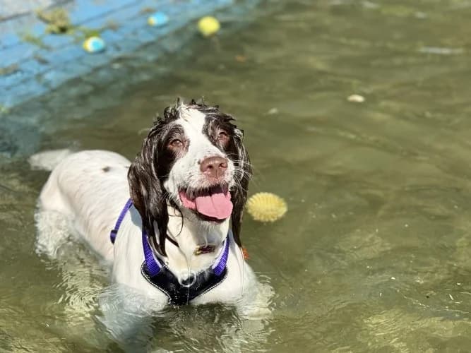 Molly, female 6yo mixed breed for adoption at RSPCA Danaher Animal Home, Braintree