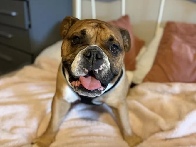 Malone, male 6yo English Bulldog for adoption at RSPCA Danaher Animal Home, Braintree
