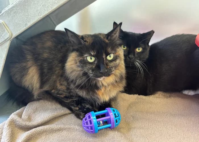 Persephone & Rhea, female Mixed Breed Cat for adoption at RSPCA Danaher Animal Home, Braintree