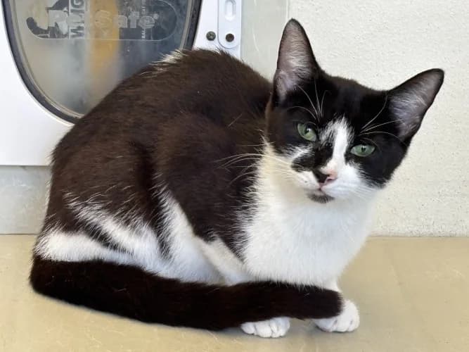 Maddie, female young Mixed Breed Cat for adoption at RSPCA Danaher Animal Home, Braintree