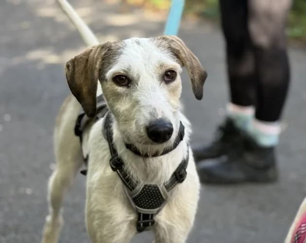 Thomas, male Lurcher for adoption at RSPCA Danaher Animal Home, Braintree