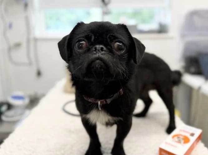 Reggie, male 3yo Pug for adoption at RSPCA Danaher Animal Home, Braintree