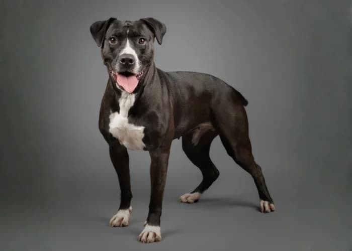 Nala, female mixed breed for adoption at RSPCA Danaher Animal Home, Braintree